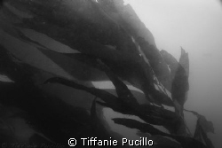 Kelp at Santa Cruz in the Channel Islands. by Tiffanie Pucillo 